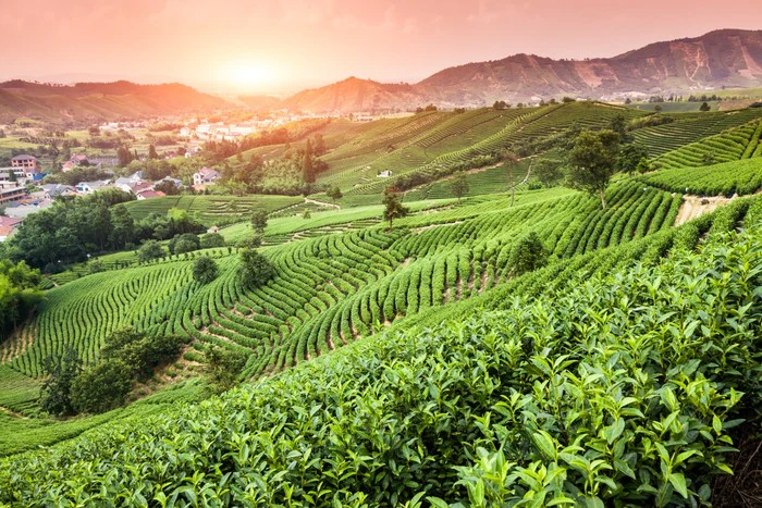Green tea garden
