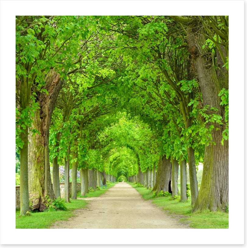 Green tree tunnel - Image 2