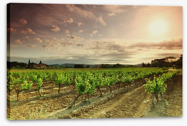Green vineyard afternoon - Image 2