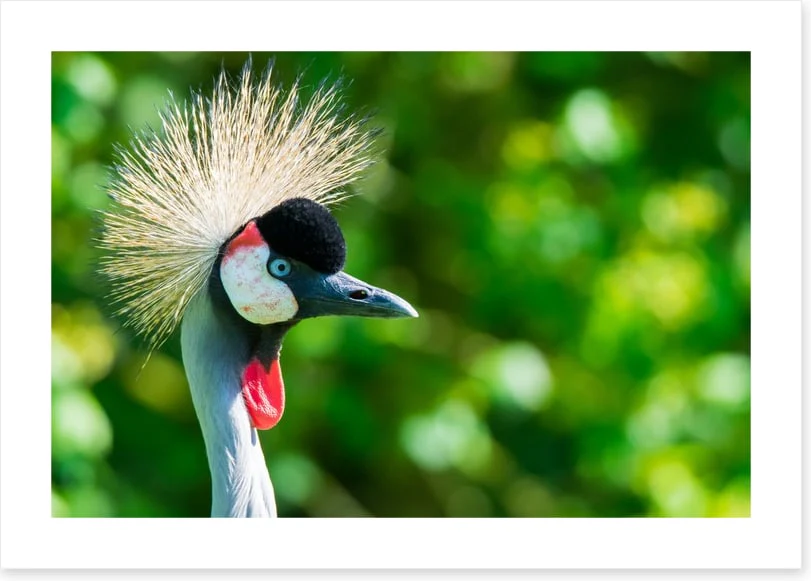 Grey crowned crane - Image 2