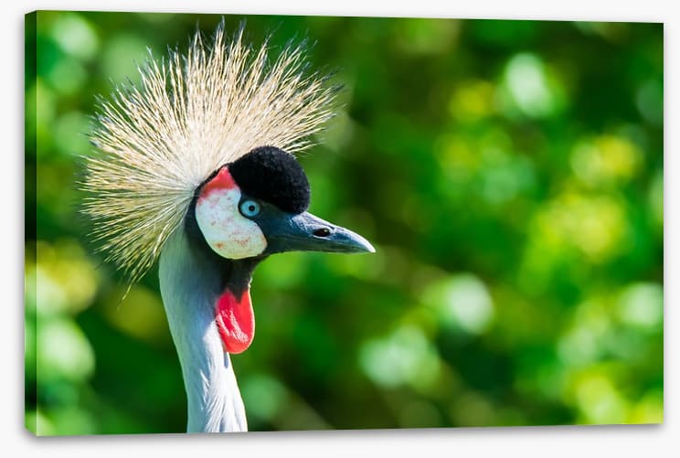 Grey crowned crane - Image 2