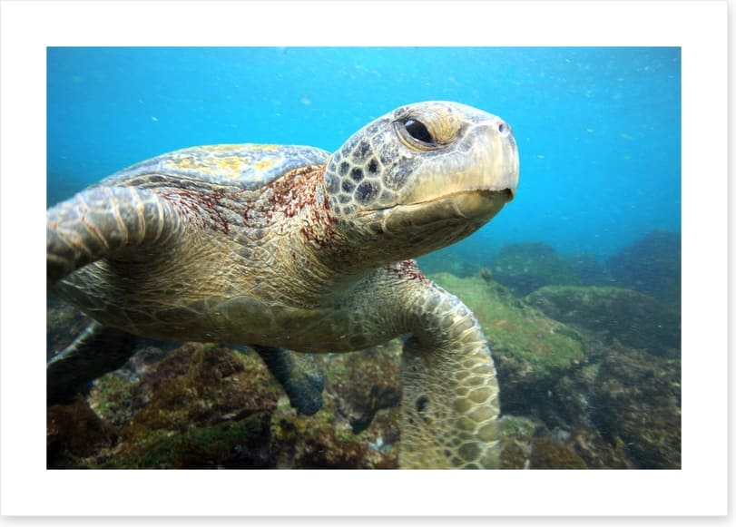 Grumpy turtle - Image 2