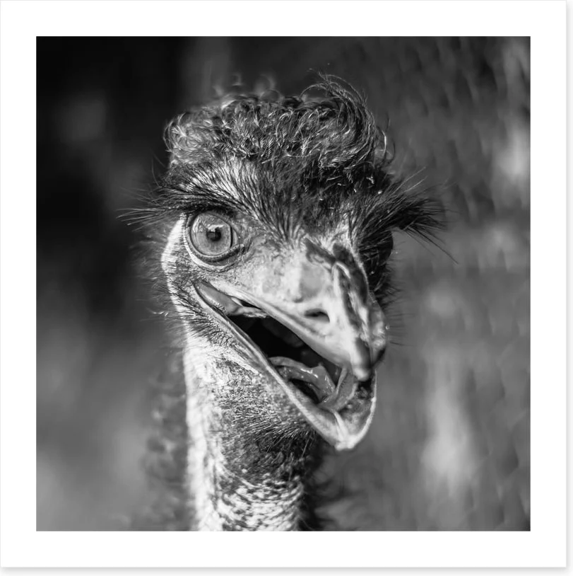 Happy emu - Image 2