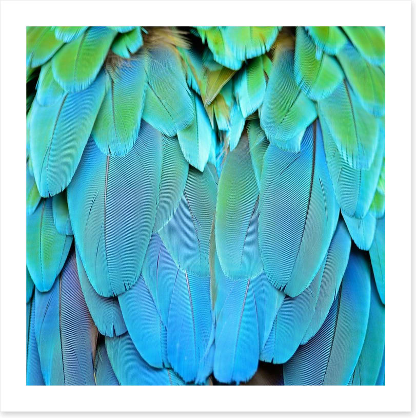 Harlequin macaw feathers - Image 2