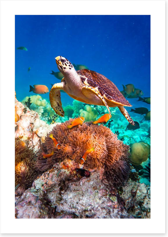Hawksbill hello - Image 2