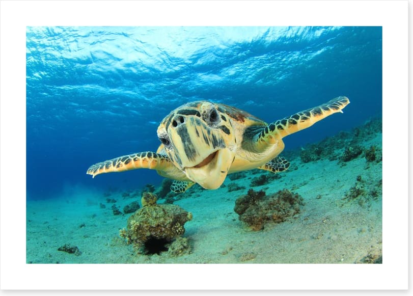 Hawksbill sea turtle - Image 2