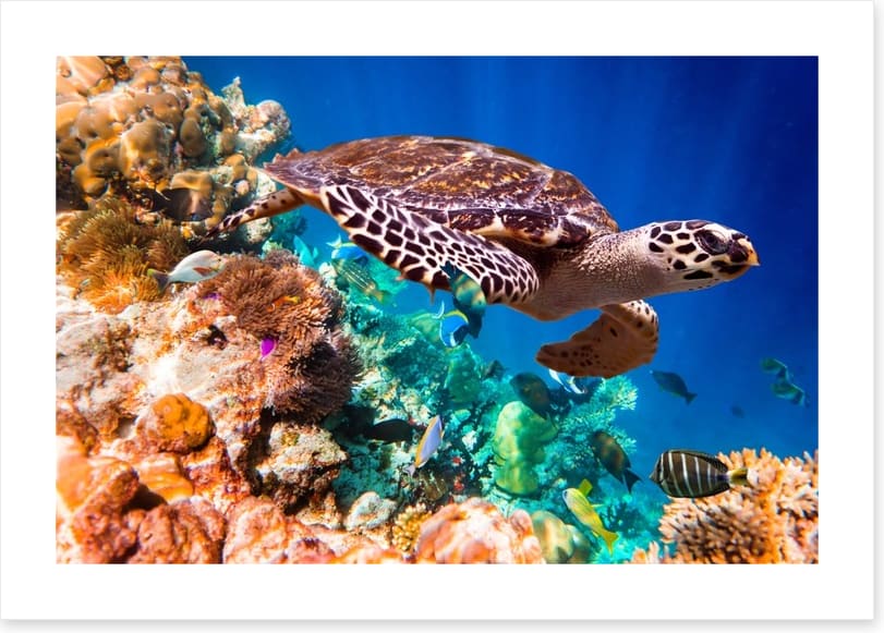 Hawksbill turtle - Image 2
