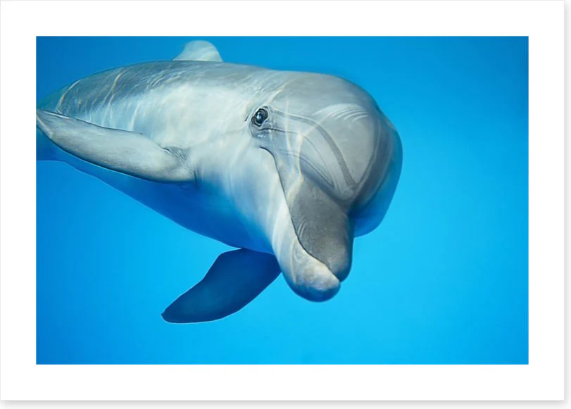 Hello dolphin - Image 2