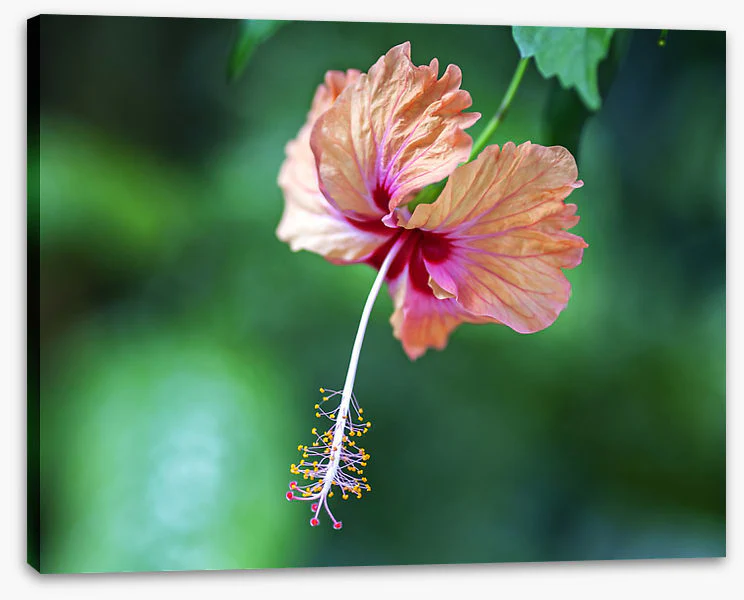 Hibiscus a La Digue - Image 2
