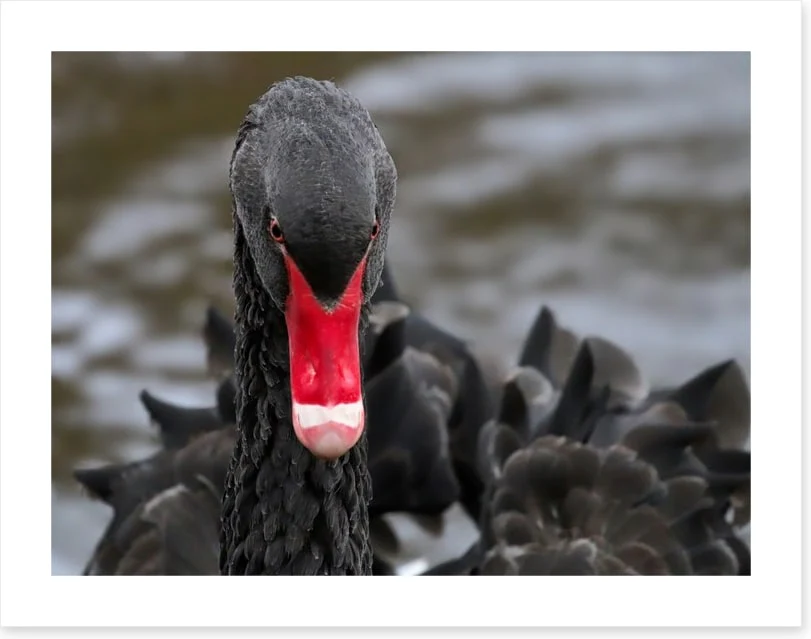 Hide and beak - Image 2