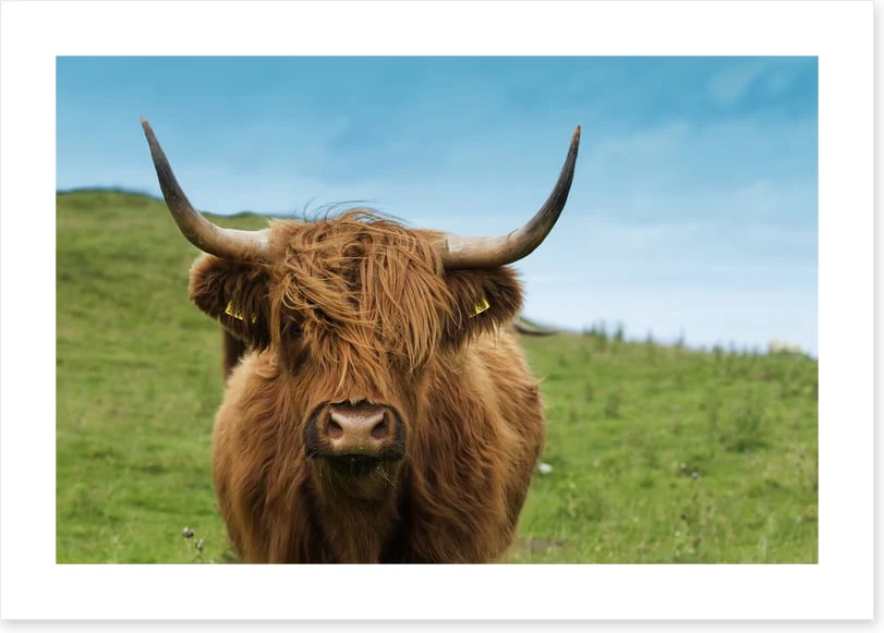 Highland hair - Image 2