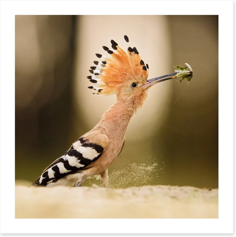 Hoopoe hunter - Image 2
