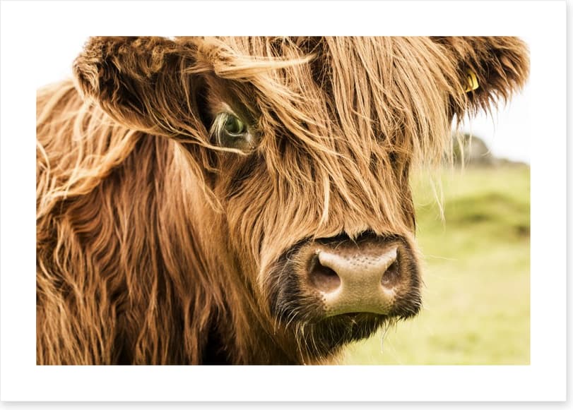 How now brown cow - Image 2