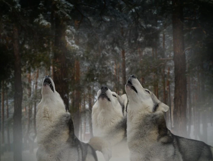Howling at the moon