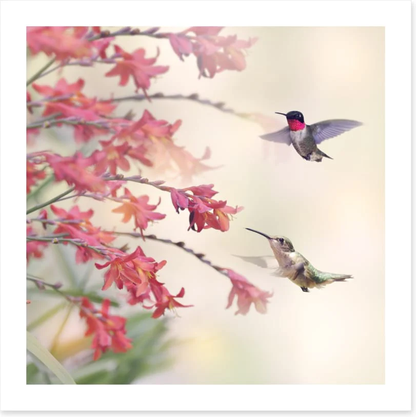Hummingbirds and wildflowers - Image 2