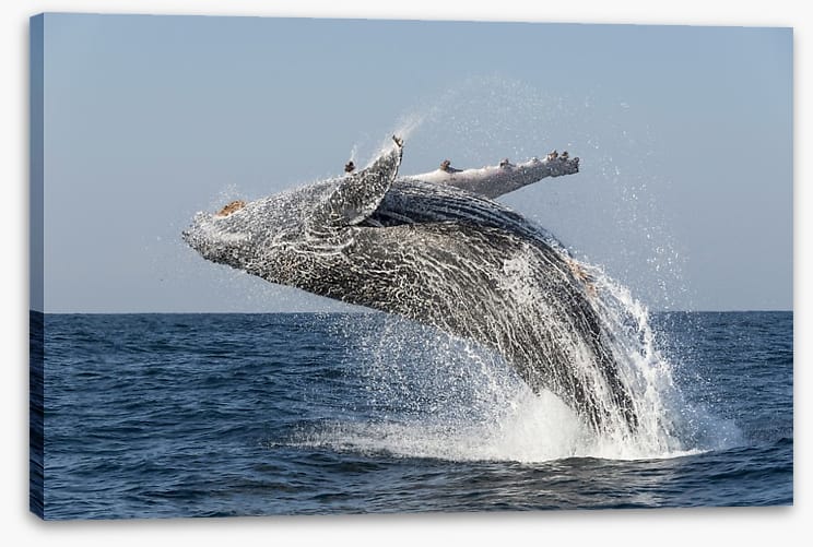 Humpback splash - Image 2