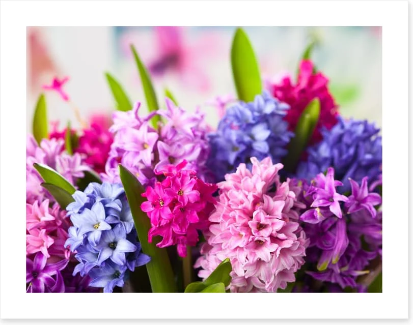Hyacinth happiness - Image 2