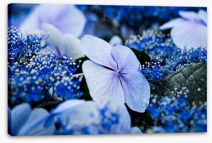 Hydrangea blues - Image 2