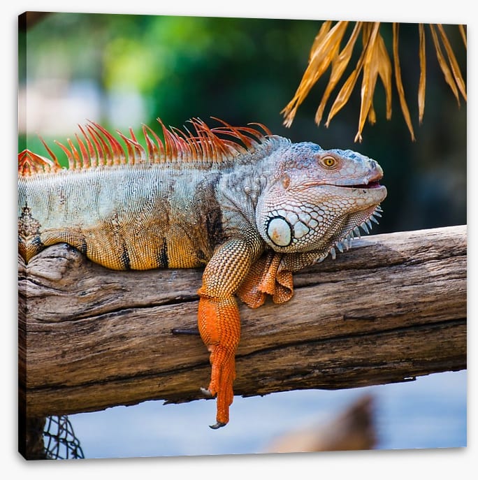 Iguana on a branch - Image 2