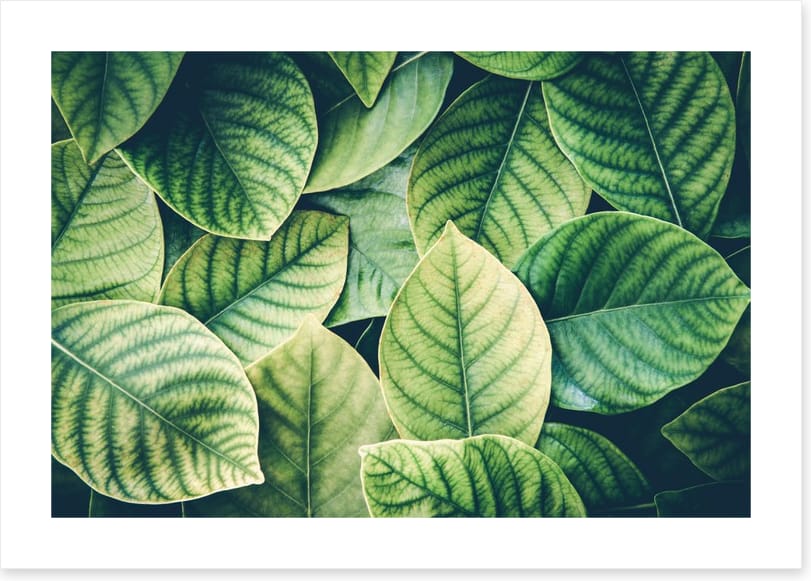 In the leaves - Image 2
