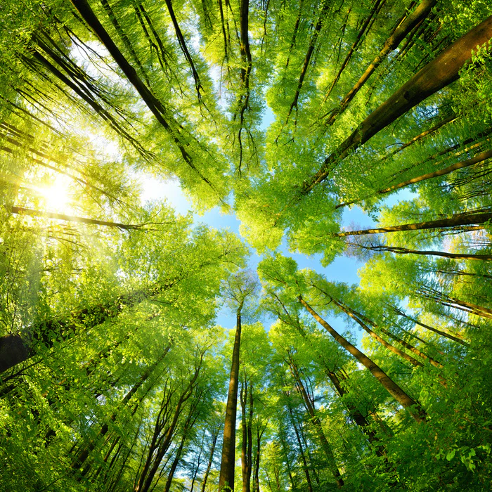 In the treetops
