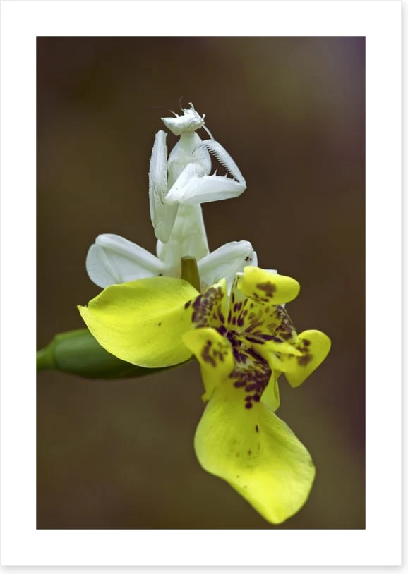Insects - Image 2