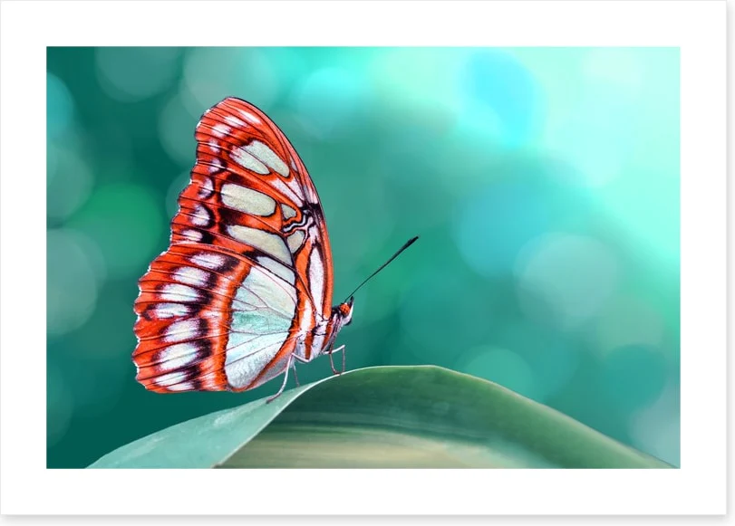 Insects - Image 2