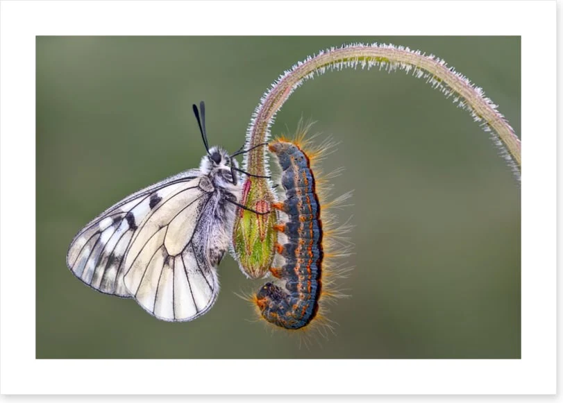 Insects - Image 2