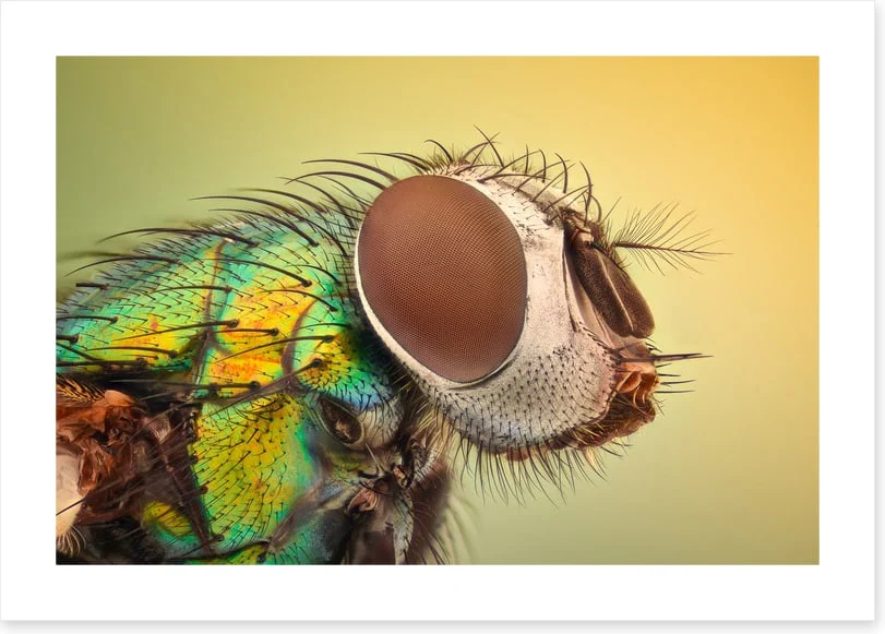 Insects - Image 2
