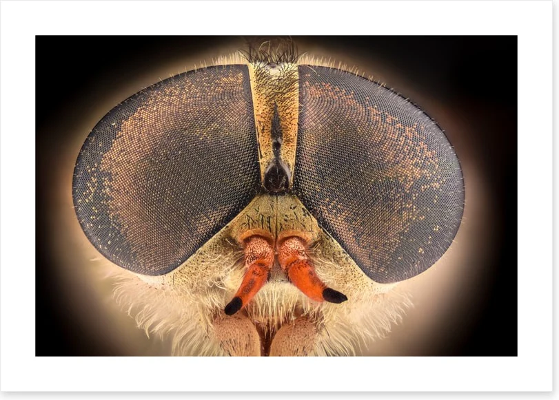 Insects - Image 2
