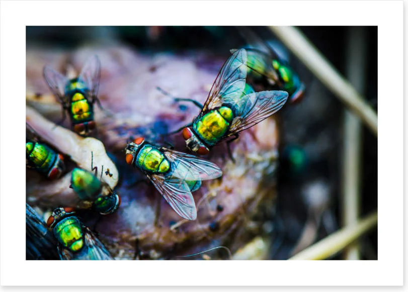 Insects - Image 2