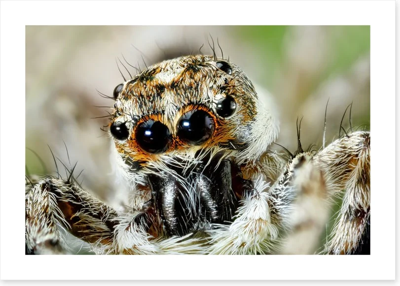 Insects - Image 2