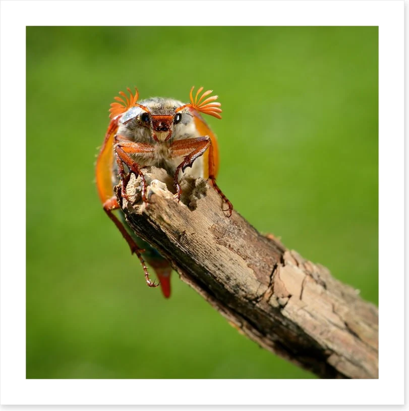 Insects - Image 2