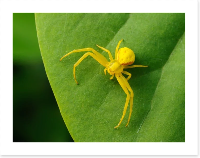 Insects - Image 2
