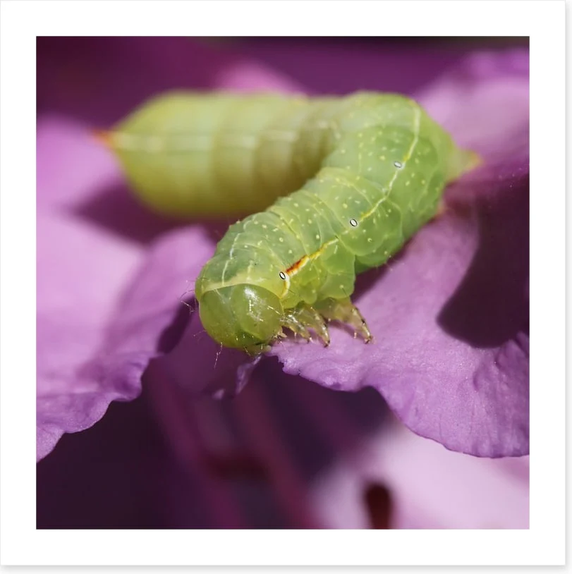 Insects - Image 2