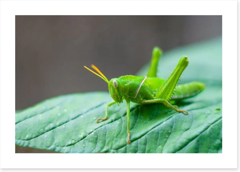 Insects - Image 2