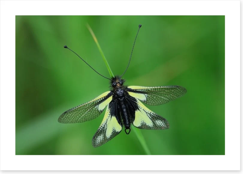 Insects - Image 2