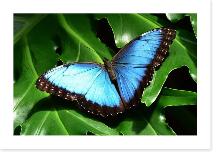 Insects - Image 2