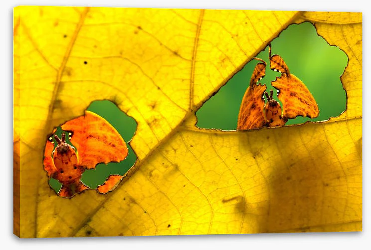 Insects - Image 2