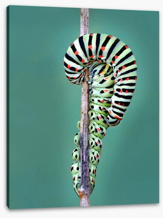 Insects - Image 2