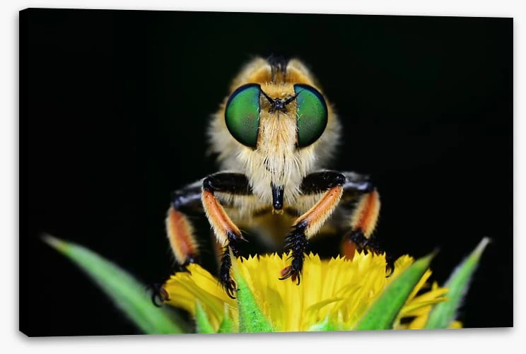 Insects - Image 2