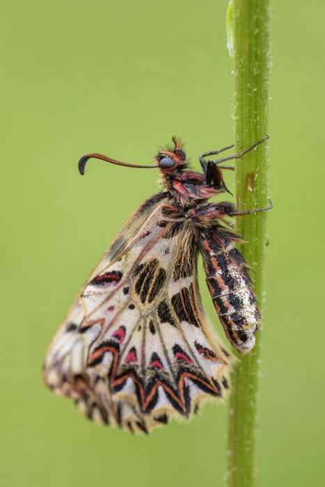 Insects