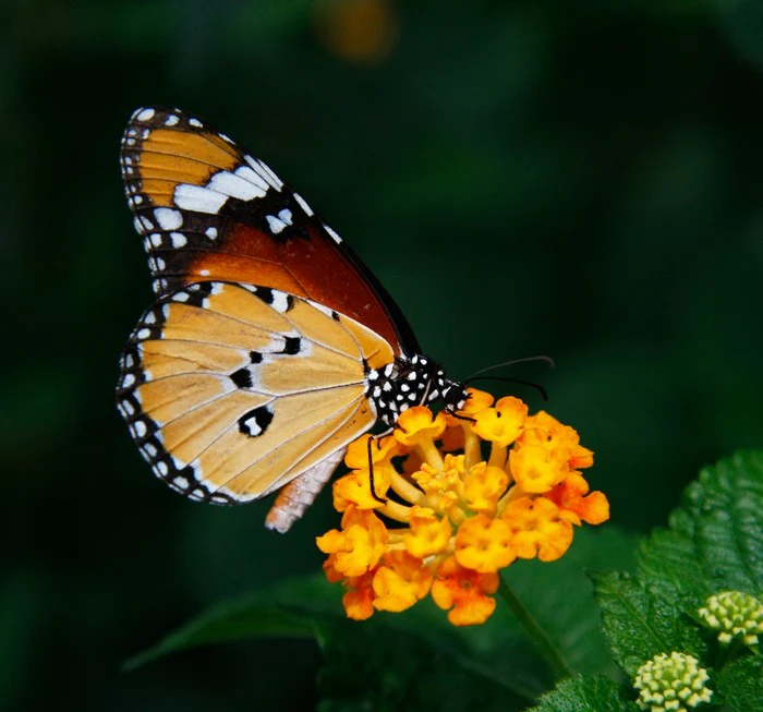 Insects