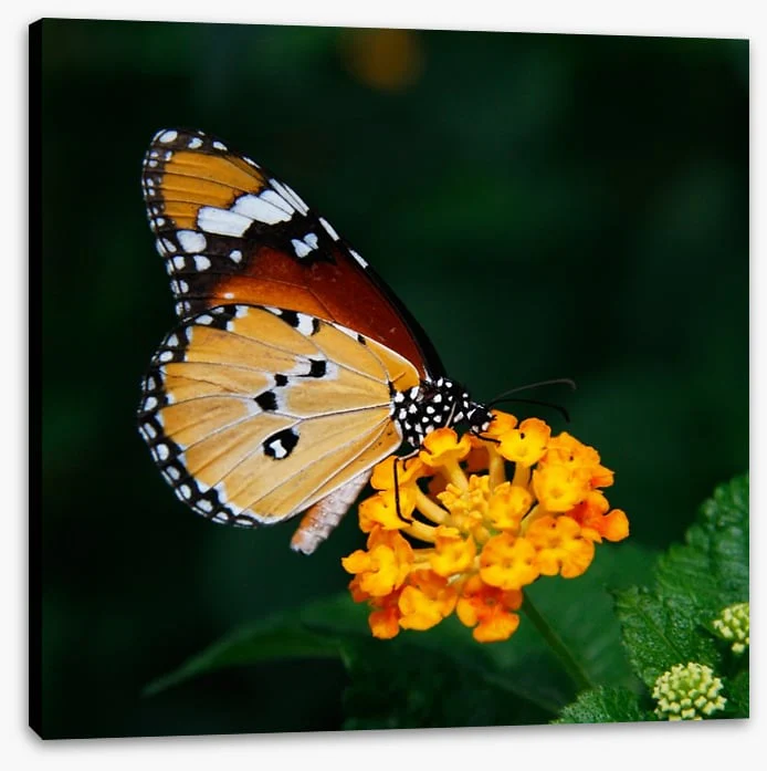 Insects - Image 2
