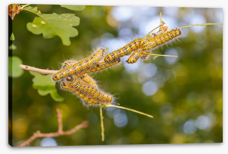 Insects - Image 2