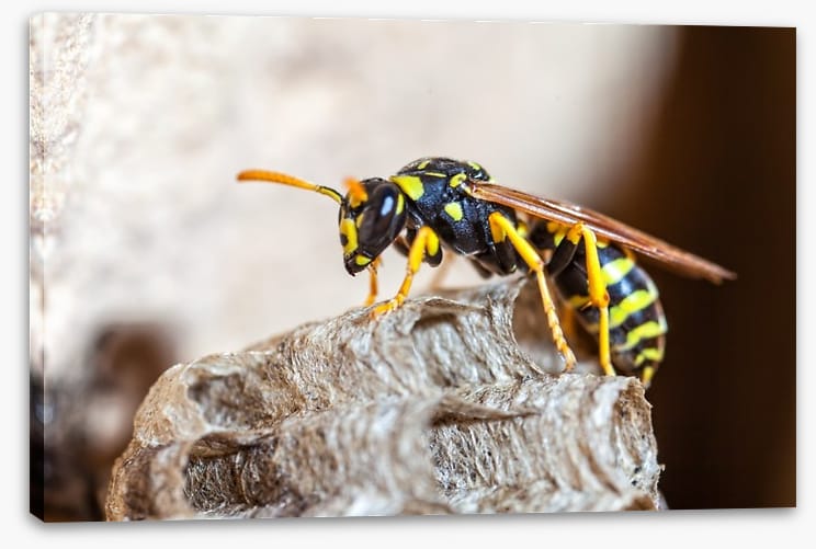 Insects - Image 2
