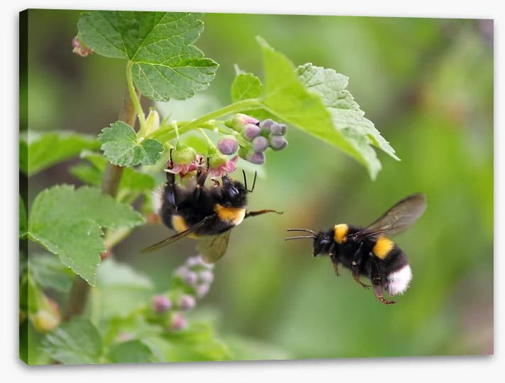 Insects - Image 2