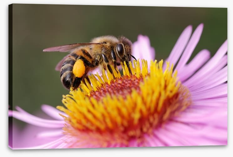 Insects - Image 2