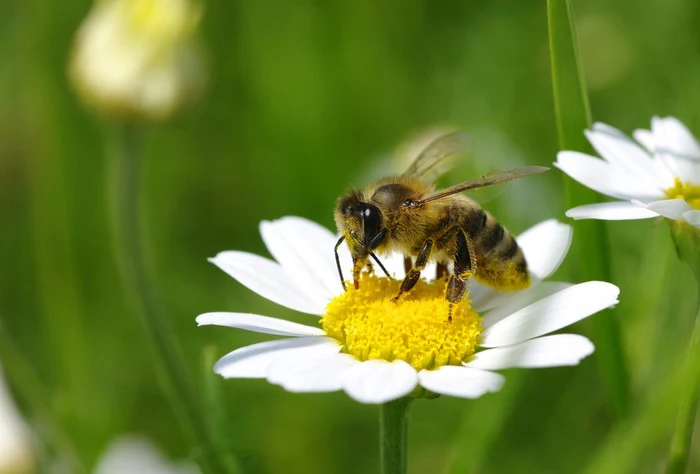 Insects