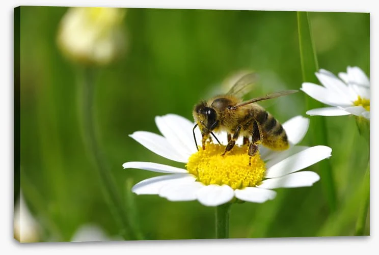 Insects - Image 2